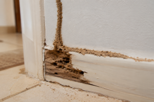 termitas en viviendas en España dañando madera